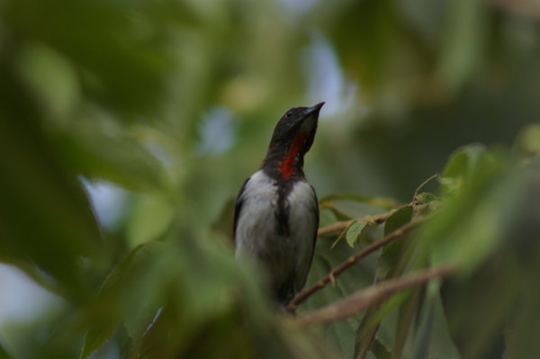 black-fronted flowerpecker (Dicaeum igniferum)