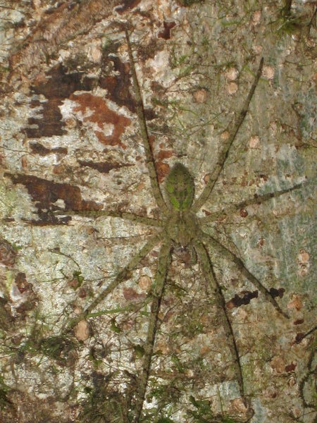 spider at Danau Ranamese