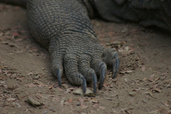 dragon foot