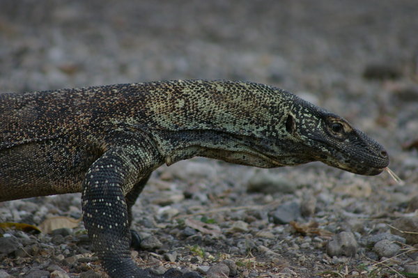 young Komodo dragon