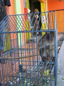 baby monkey for sale in Ruteng