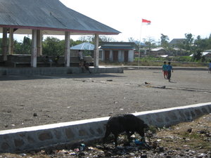 Lembor bus terminal, with pig