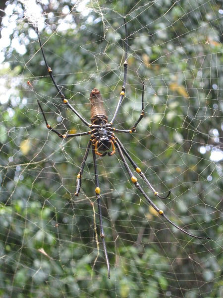 Nephila in the Bipolo forest