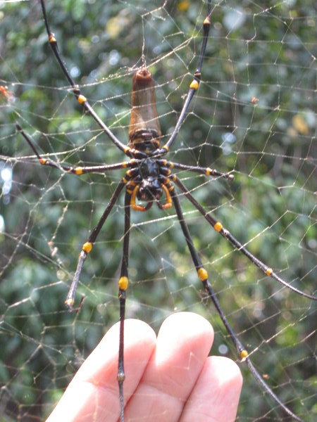 in case you were wondering how big Nephila are.....