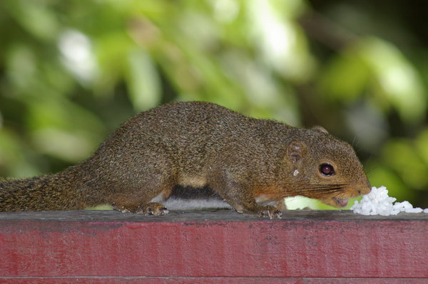 Sunda black-banded squirrel (Callosciurus nigrovittatus)