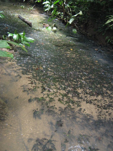 Cryptocorynes in the stream by the Kumbang Hide