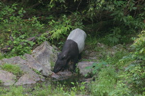 Malayan tapir (Taprius indicus)