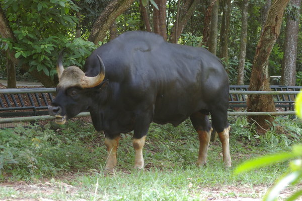 Gaur (Bos gaurus) at Melaka Zoo