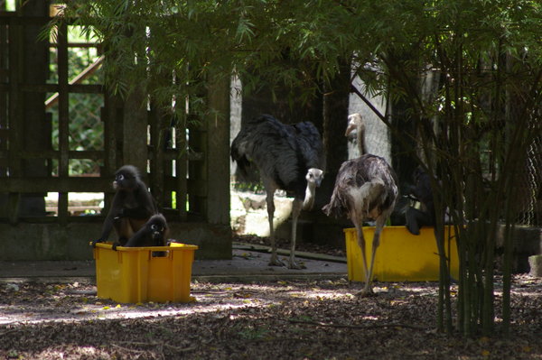 wild dusky langurs (Trachypithecus obscurus) at Melaka Zoo, stealing food from the rheas
