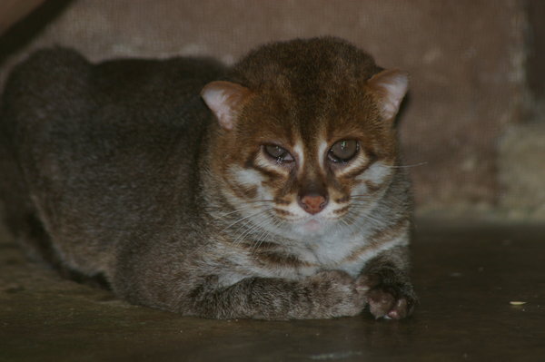 Flat-headed cat (Prionailurus planiceps) at Melaka Zoo