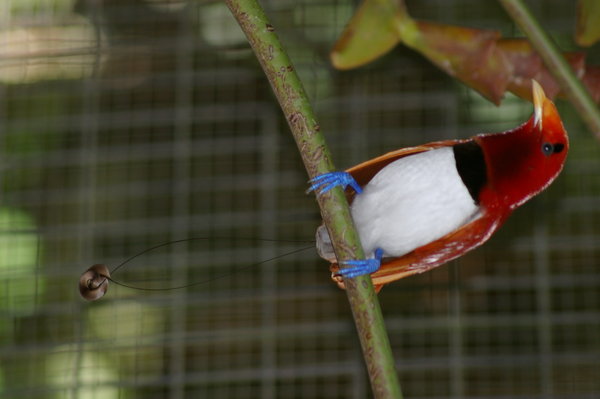 King bird of paradise (Cicinnurus regius) at Melaka Zoo