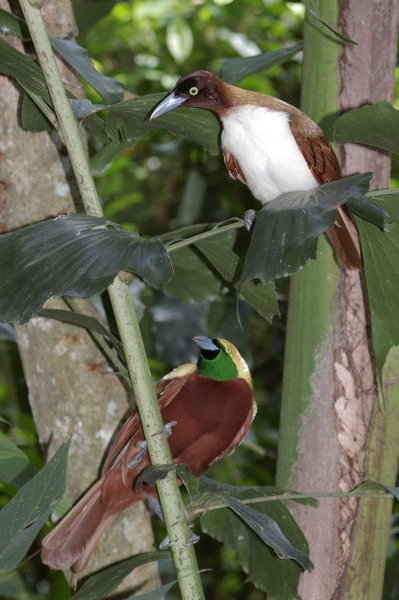 Lesser birds of paradise (Paradisaea minor) at Melaka Zoo