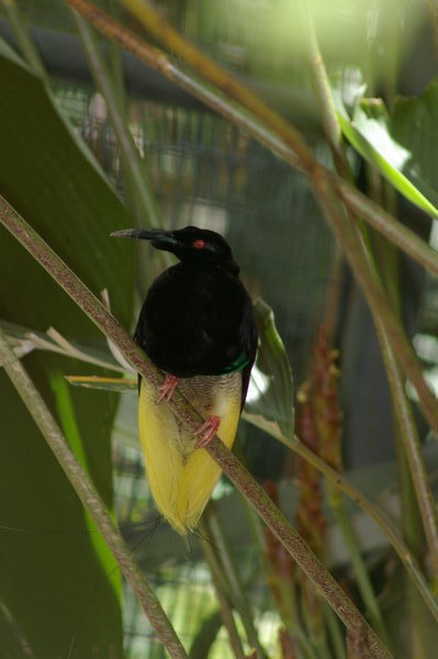 Twelve-wired bird of paradise (Seleucidis melanoleucus) at Melaka Zoo