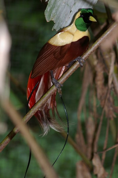 Red bird of paradise (Paradisaea rubra) at Melaka Zoo