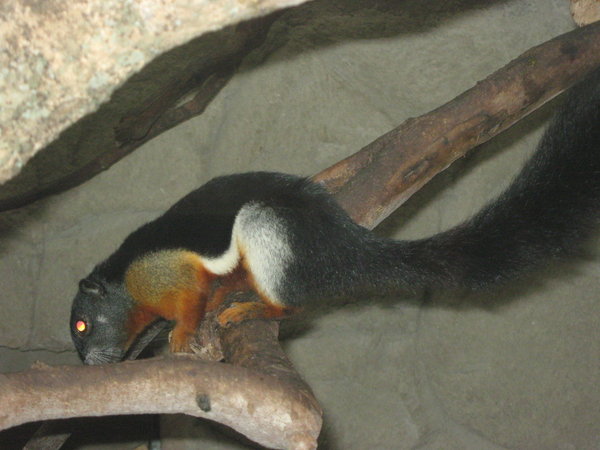 Prevost's squirrel (Callosciurus prevostii) at Melaka Zoo