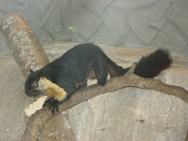 Black giant squirrel (Ratufa bicolor) at Melaka Zoo
