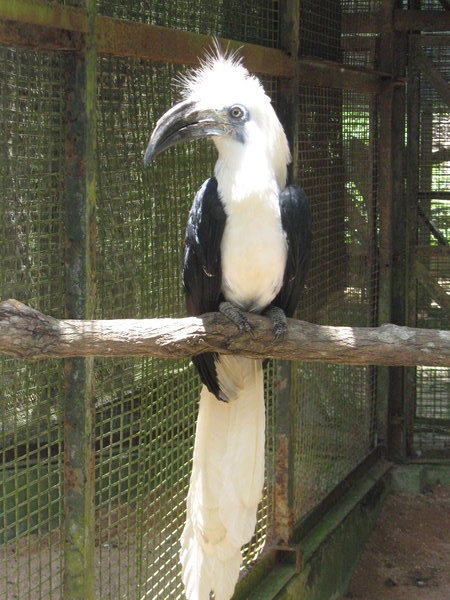 White-crowned hornbill (Berenicornis comatus) at Melaka Zoo