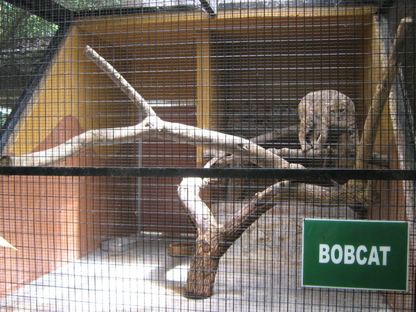 bobcat cage at Melaka Zoo