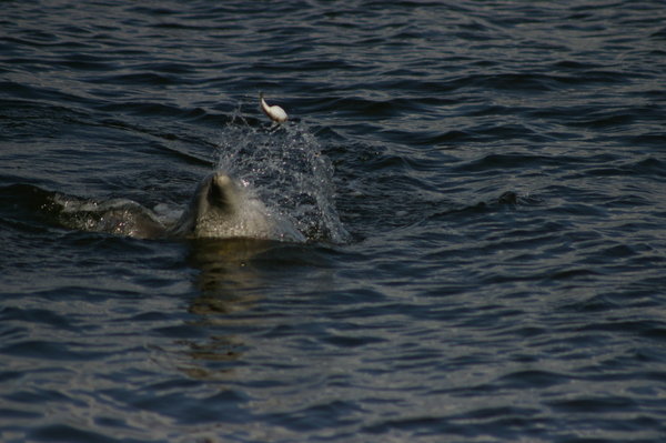Indopacific bottlenose dolphin (Tursiops aduncus) playing with pufferfish