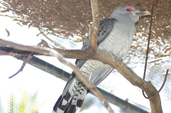 Channel-billed cuckoo (Scythrops novaehollandiae) at Perth Zoo