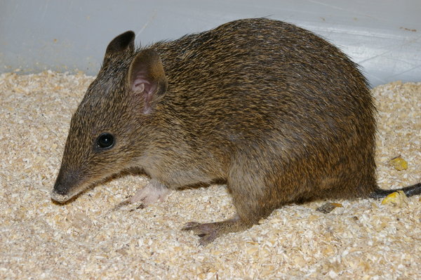 Southern brown bandicoot or quenda (Isoodon obesulus)