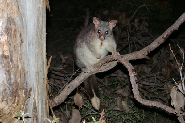 Brush-tailed possum (Trichosurus vulpecula vulpecula)