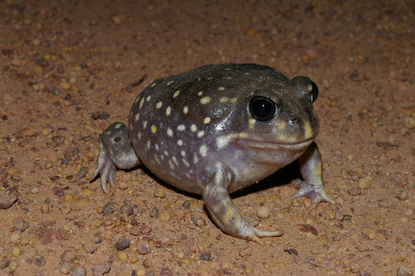 White-spotted burrowing frog (Heleioporus albopunctatus)