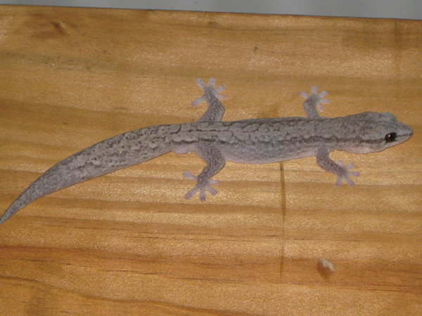 Reticulated velvet gecko (Oedura reticulata)