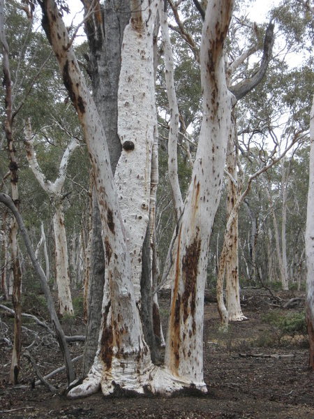 wandoo eucalyptus