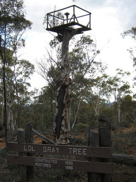the Lol Grey Tree fire-post