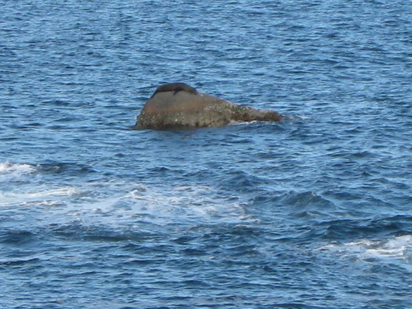 NZ fur seal (Arctocephalus forsteri) off-shore at Albany