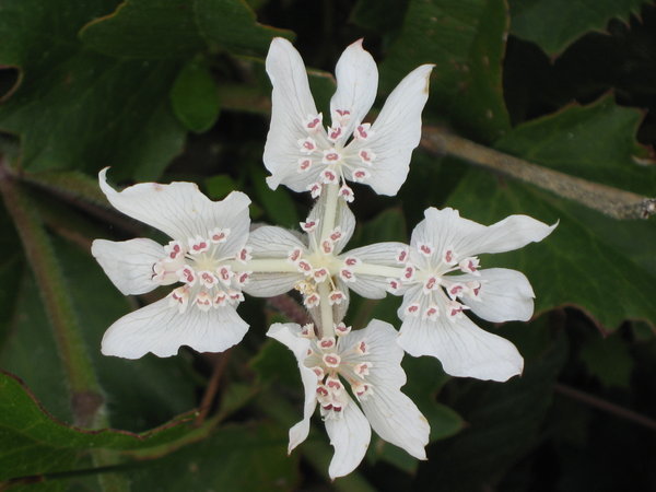 Southern Cross (Xanthosia rotundifolia)