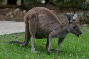Western grey kangaroo (Macropus fuliginosus) in the caravan park