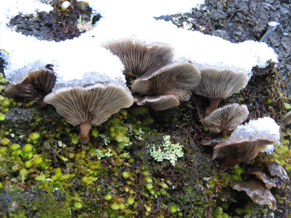 Bracket fungus in the snow