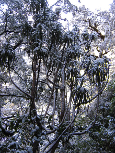Dracophyllum in the snow