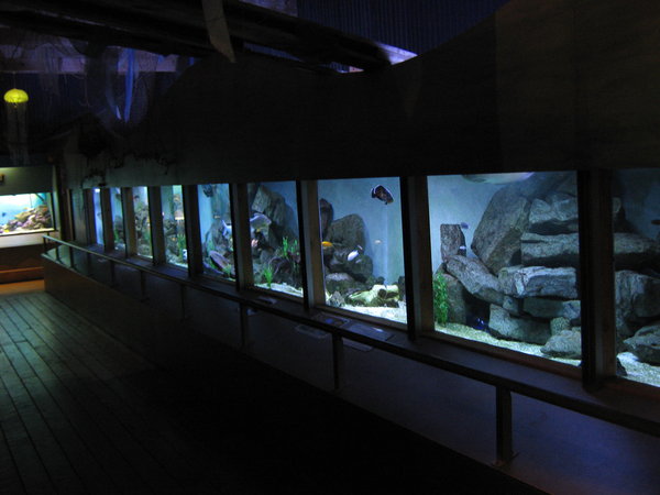 aquarium at Butterfly Creek