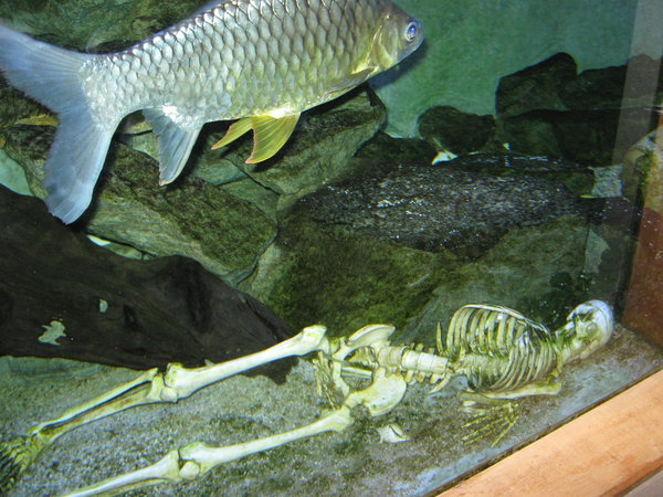 skeleton in aquarium at Butterfly Creek