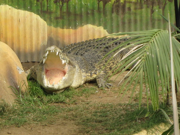 saltwater crocodile at Butterfly Creek