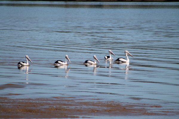 Australian pelicans (Pelecanus conspicillatus)
