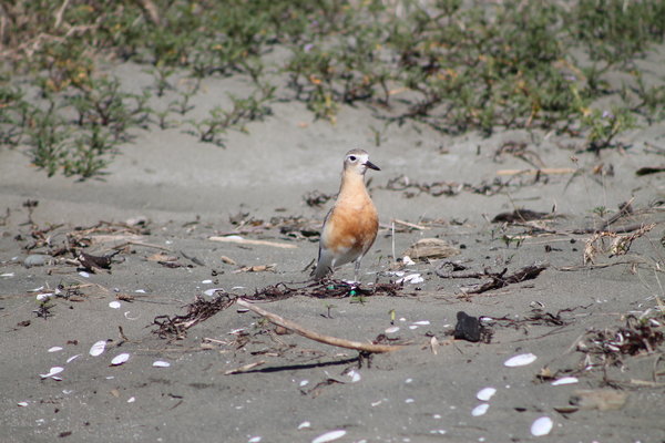 New Zealand dotterel (Charadrius obscurus)