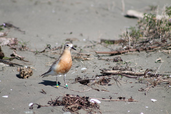 New Zealand dotterel (Charadrius obscurus)