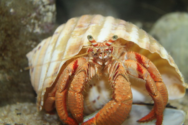 really big hermit crab at Kelly Tarltons
