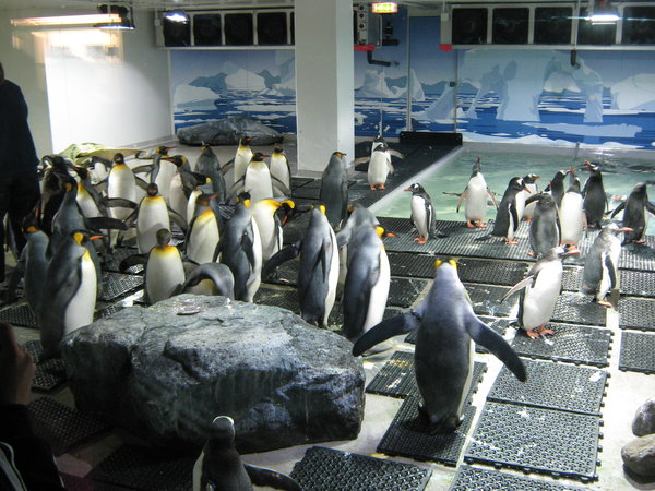 penguins at Kelly Tarltons