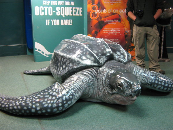 fake leatherback turtle