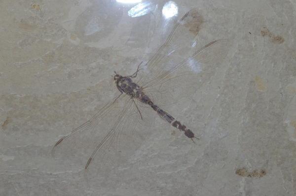 fossil dragonfly