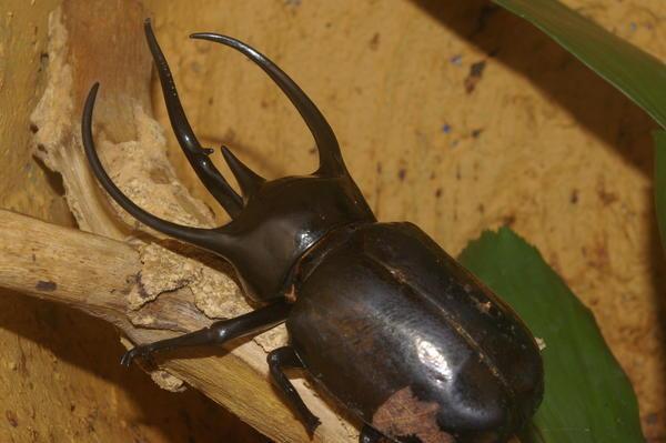 Malaysian three-horned rhinoceros beetle
