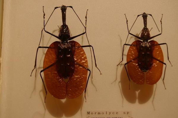 violin beetles (in pinned form)