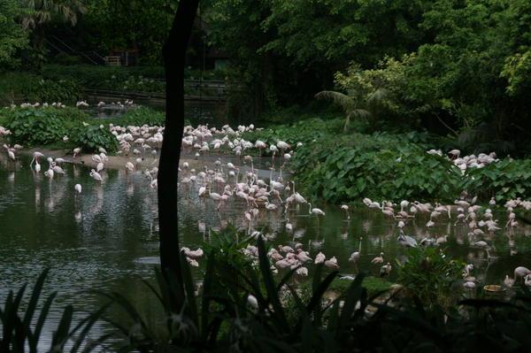flamingo lake at Jurong
