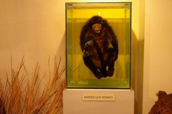 banded leaf monkey (Presbytis femoralis) at Raffles museum