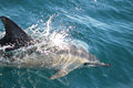 short-beaked common dolphin (Delphinus delphis)